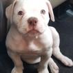 Dottie, Bulldog americano