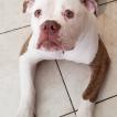 Jumbo, Bulldog americano