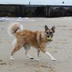 Zuma, Border Collie