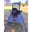 Laya, Rottweiler