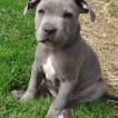 Pablo, Staffordshire Bull Terrier