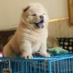 Khalifa, Chow Chow