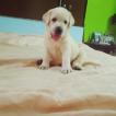 Junior