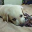 Junior