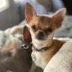 Olly, Chihuahua