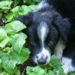Ivy, Border Collie