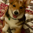 Biscuit, Welsh Corgi (Pembroke)