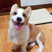 Foxy, Corgi Galés De Pembroke