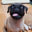 Teo, Altri cani