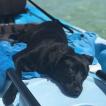 PEBBLES, Labrador Retriever