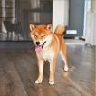 Kobe, Shiba