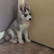 zeus, Siberian Husky