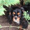 Patsy