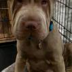 Luna, Shar Pei