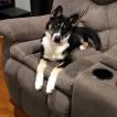 Nova, Husky Siberiano