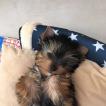 Piana, Yorkshire Terrier