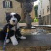 Néel, Collie Barbudo