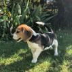 Pépito, Beagle