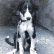 Harley, Border Collie
