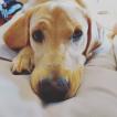 Piper, Labrador Retriever