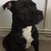 Sultan, Staffordshire Bull Terrier