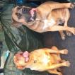 otango, Cane Corso