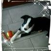 Phybie, Border Collie