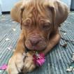 Orion, Dogo De Burdeos