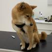Mojo, Shiba Inu Japonés