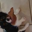 Pocket, Cavalier King Charles Spaniel