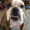 Betsy, Bulldogge