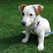 Shibi