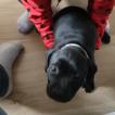 Phury, Staffordshire Bull Terrier