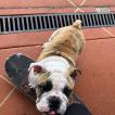Dozer, Bulldog