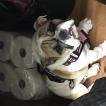 Ella, Bulldog