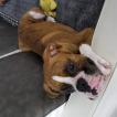 ZUKO, Boxer