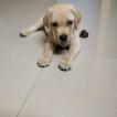 TOJO, Labrador Retriever