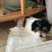 TITOU, Coton de Tulear