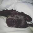 Willow, Bouledogue francese