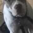 Blue, American staffordshire terrier