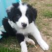 Paros, Border Collie