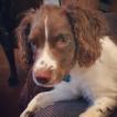 Oliver Beau, Springer spaniel inglés