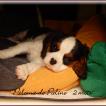 Paloma, Cavalier King Charles Spaniel