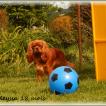 ODEYSSA, Cavalier King Charles Spaniel