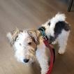 Garcini's Fair Dinkum True Blue, Fox Terrier De Pelo Duro