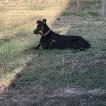 Nina, Beauceron