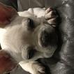 Milo, Bulldog Francés