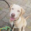 Duke, Labrador Retriever