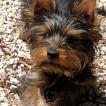 PITCHOU, Yorkshire Terrier
