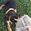 Toyo, Altri cani